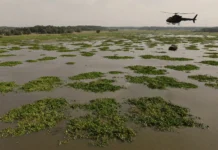 Helicóptero lançou 90 ilhas flutuantes sobre pântano à beira do colapso; 3 anos depois, plantas, insetos e aves estão voltando