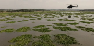 Helicóptero lançou 90 ilhas flutuantes sobre pântano à beira do colapso; 3 anos depois, plantas, insetos e aves estão voltando