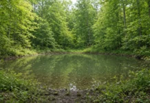 Uma das rãs mais raras volta à natureza após 20 anos de recuperação de floresta destruída por gado e exploração nos EUA