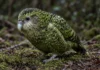 Maior ninhada de kakapos em décadas: 90 filhotes elevam a população do papagaio gigante e sem voo a 325 aves, na Nova Zelândia