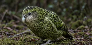 Maior ninhada de kakapos em décadas: 90 filhotes elevam a população do papagaio gigante e sem voo a 325 aves, na Nova Zelândia