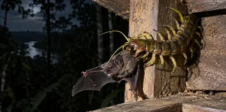 Uma lacraia entrou numa estrutura de madeira no Parque Cristalino, agarrou um morcego pelo pescoço e revelou uma cena raríssima na Amazônia
