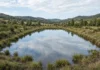 Pela primeira vez: de lagoas de peixes a habitats úmidos e uma joia da natureza, em Israel Imagem horizontal 16:9 com habitat úmido centralizado, água rasa e margens naturais no sítio de antigas lagoas de aquicultura, sem marcas gráficas.