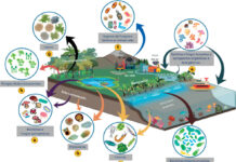 Mais de 100 lagos sul-americanos podem se tornar observatórios de alerta precoce para as mudanças climáticas Esquema mostra os bioindicadores microbianos de um lago costeiro raso