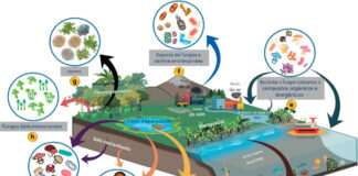 Mais de 100 lagos sul-americanos podem se tornar observatórios de alerta precoce para as mudanças climáticas Esquema mostra os bioindicadores microbianos de um lago costeiro raso