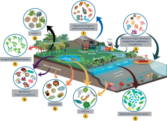 Mais de 100 lagos sul-americanos podem se tornar observatórios de alerta precoce para as mudanças climáticas Esquema mostra os bioindicadores microbianos de um lago costeiro raso