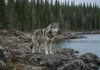 Lobos quase desapareceram de ilha e alces avançaram sobre a floresta; reintrodução do predador mudou o cenário em apenas 5 anos