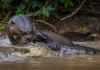 Uma lontra acostumada a capturar peixes enfrentou um jacaré de pele rígida e produziu o primeiro registro documentado desse ataque na Amazônia