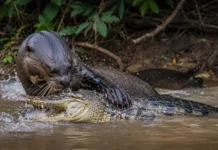 Uma lontra acostumada a capturar peixes enfrentou um jacaré de pele rígida e produziu o primeiro registro documentado desse ataque na Amazônia