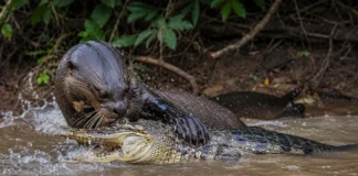 Uma lontra acostumada a capturar peixes enfrentou um jacaré de pele rígida e produziu o primeiro registro documentado desse ataque na Amazônia
