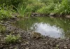 Um trabalho escolar virou lago no quintal: 9 anos depois, sapos, rãs, insetos e aves transformaram o espaço em um microecossistema vivo na Virgínia. Imagem limpa em 16:9 mostra o pequeno lago no centro do enquadramento, bordas de pedra e vegetação nativa, superfície da água em destaque e um anfíbio visível na margem, sem textos ou marcações.