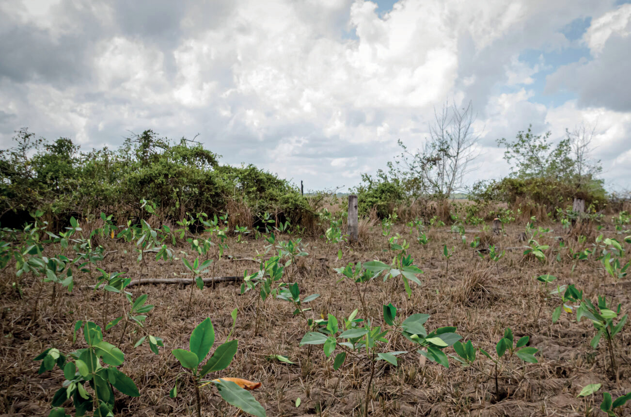 Os manguezais do mundo estão se recuperando 4 Mudas de mangue crescendo nos bancos de areia da maré baixa do estuário de Narrawallee, em Nova Gales do Sul.