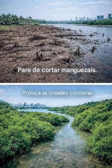 Os manguezais do mundo estão se recuperando 3 Os manguezais do mundo estão se recuperando