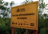 Os manguezais do mundo estão se recuperando Placa amarela do projeto Mangues da Amazônia em área de reflorestamento de mangue