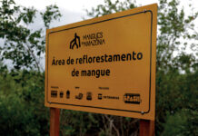 Os manguezais do mundo estão se recuperando Placa amarela do projeto Mangues da Amazônia em área de reflorestamento de mangue