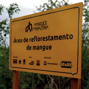 Os manguezais do mundo estão se recuperando Placa amarela do projeto Mangues da Amazônia em área de reflorestamento de mangue