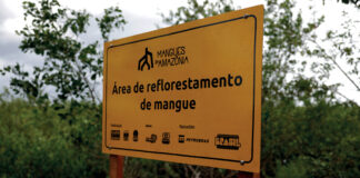 Os manguezais do mundo estão se recuperando Placa amarela do projeto Mangues da Amazônia em área de reflorestamento de mangue
