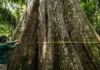 Medir todas as árvores amazônicas com a mesma fórmula gerou diferenças enormes e uma equação por espécie chegou a ser 61 vezes mais exata