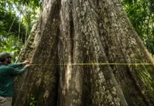 Medir todas as árvores amazônicas com a mesma fórmula gerou diferenças enormes e uma equação por espécie chegou a ser 61 vezes mais exata