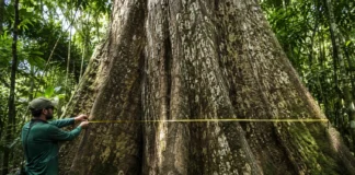Medir todas as árvores amazônicas com a mesma fórmula gerou diferenças enormes e uma equação por espécie chegou a ser 61 vezes mais exata