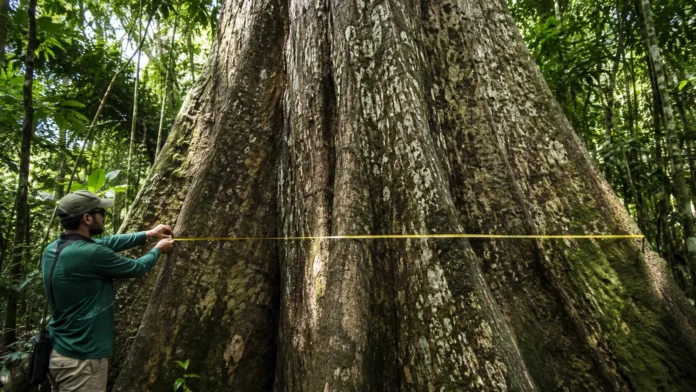 medicao-tronco-arvore-manejo-florestal-amazonia