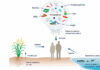 Micróbios pegam carona no plástico que desce os rios amazônicos Esquema mostra como o microplástico concentra micróbios e químicos e chega à vida aquática, ao solo e à saúde humana