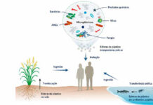 Micróbios pegam carona no plástico que desce os rios amazônicos Esquema mostra como o microplástico concentra micróbios e químicos e chega à vida aquática, ao solo e à saúde humana