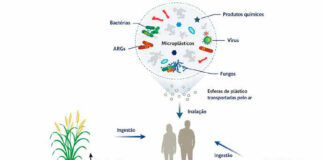 Micróbios pegam carona no plástico que desce os rios amazônicos Esquema mostra como o microplástico concentra micróbios e químicos e chega à vida aquática, ao solo e à saúde humana