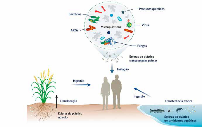 Micróbios pegam carona no plástico que desce os rios amazônicos Esquema mostra como o microplástico concentra micróbios e químicos e chega à vida aquática, ao solo e à saúde humana