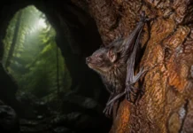 Um morcego chamado de “sem polegar” passou dez anos sendo observado em 100 cavernas de ferro e revelou um calendário reprodutivo fora do esperado