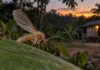 Mosquitos de Sena Madureira guardavam sangue humano, de tamanduá e macaco no abdômen, enquanto 12 amostras carregavam DNA de Leishmania