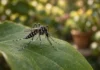 Mosquito que transmite dengue, zika e chikungunya se reproduz até em pratos de vasos e exige novos cuidados dentro de casa e no quintal na Europa