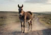 Por que a mula quase nunca consegue ter filhotes? Menos de 100 casos em 5 séculos desafiam uma regra ligada aos seus 63 cromossomos Mula adulta em estrada de terra no campo, híbrido de jumento e égua conhecido pela raríssima capacidade de gerar cria