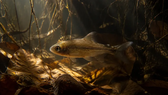 novo-peixe-eletrico-igarape-rio-negro-amazonia