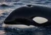 Elas descendem de animais que já caminharam em terra, mas hoje podem morrer simplesmente por permanecer tempo demais sobre a areia: cientistas explicam por que baleias, orcas e golfinhos cruzaram um ponto sem volta na evolução Orca emergindo na superfície do oceano com pele molhada e olhar visível