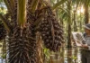 Uma palmeira coletada em Porto Velho ficou quase 40 anos guardada com o nome incompleto até provar que uma espécie do Peru e da Bolívia também vivia no Brasil