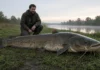Um pescador saiu para pegar carpas e acabou lutando por mais de 20 minutos com um peixe de mais de 100 kg; na noite seguinte voltou ao mesmo ponto e bateu o próprio recorde com outro gigante de cerca de 120 kg, na França Pescador ao lado de siluro gigante capturado perto de Chinon na França