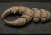 Fóssil ficou 150 anos confundido com crustáceo em museu; cientistas descobrem que era de escorpião gigante que pode ter chegado a 1 metro