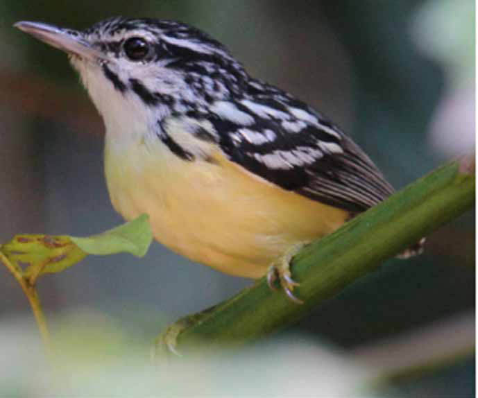 Proteger a floresta em pé rende mais que restaurar, mostra estudo 1 Choquinha-miúda (Myrmotherula brachyura) registrada na região de Santarém, onde vive no estrato médio e no sub-dossel da floresta primária. A espécie está entre as 160 aves usadas para modelar o valor de biodiversidade.