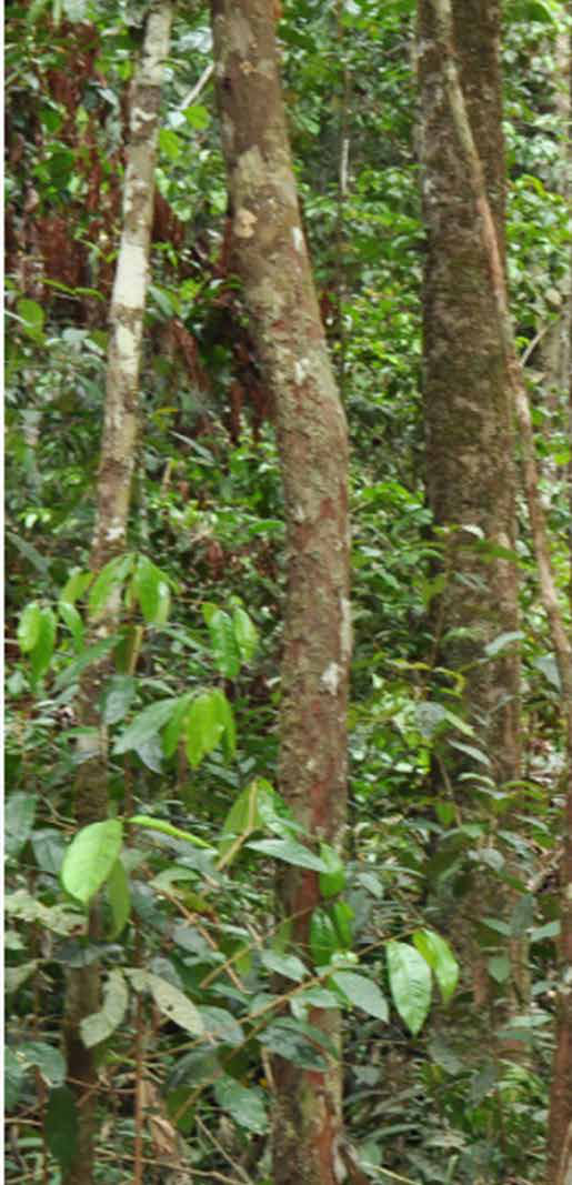 Proteger a floresta em pé rende mais que restaurar, mostra estudo 2 Trecho de floresta submetido à exploração seletiva de madeira na região do Jari, no Pará, com sub-bosque alterado e árvores remanescentes de menor porte.