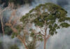 Proteger a floresta em pé rende mais que restaurar, mostra estudo Incêndio queima o interior de floresta primária na Floresta Nacional do Tapajós