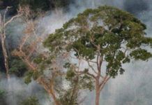 Proteger a floresta em pé rende mais que restaurar, mostra estudo Incêndio queima o interior de floresta primária na Floresta Nacional do Tapajós