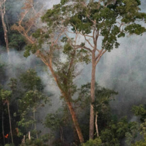 Proteger a floresta em pé rende mais que restaurar, mostra estudo Incêndio queima o interior de floresta primária na Floresta Nacional do Tapajós