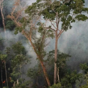 Proteger a floresta em pé rende mais que restaurar, mostra estudo Incêndio queima o interior de floresta primária na Floresta Nacional do Tapajós