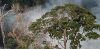 Proteger a floresta em pé rende mais que restaurar, mostra estudo Incêndio queima o interior de floresta primária na Floresta Nacional do Tapajós