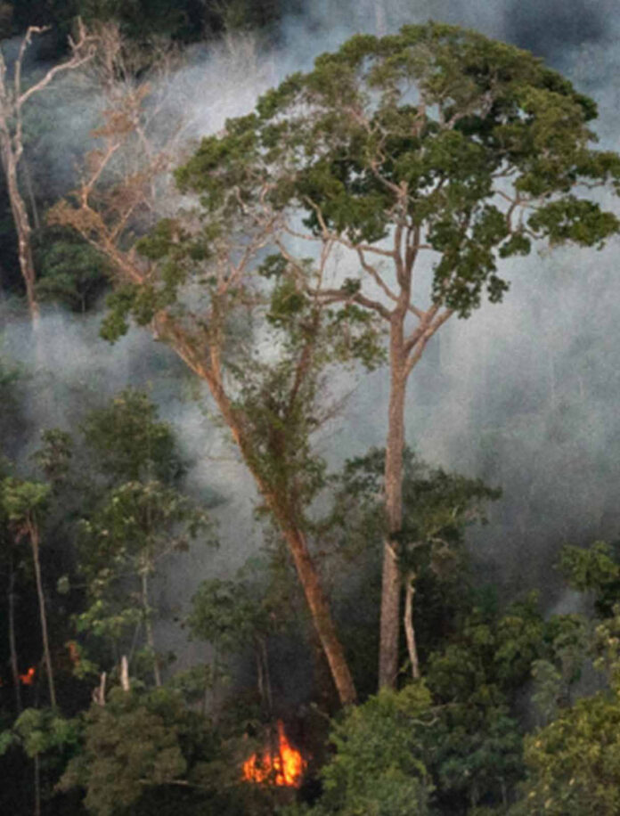 Proteger a floresta em pé rende mais que restaurar, mostra estudo Incêndio queima o interior de floresta primária na Floresta Nacional do Tapajós