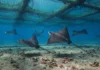 Uma câmera desceu sob uma fazenda de atum em Malta e encontrou até 150 raias-águia reunidas para um banquete no fundo do Mediterrâneo