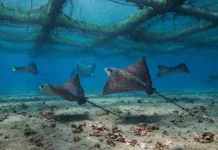 Uma câmera desceu sob uma fazenda de atum em Malta e encontrou até 150 raias-águia reunidas para um banquete no fundo do Mediterrâneo
