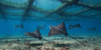 Uma câmera desceu sob uma fazenda de atum em Malta e encontrou até 150 raias-águia reunidas para um banquete no fundo do Mediterrâneo