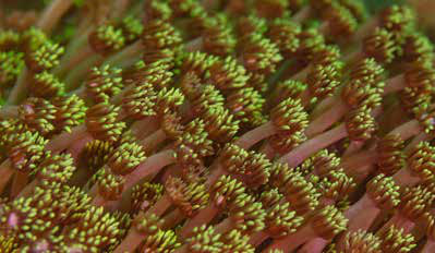 Pólipos de coral Goniopora lobata com os tentáculos abertos, nas ilhas Ad Dimaniyat, em Omã. Cada pólipo tem cerca de 10 centímetros.